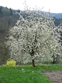 2009-04-13 11.40.06